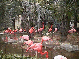 �t���~���S