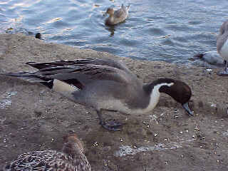 �I�i�K�K��