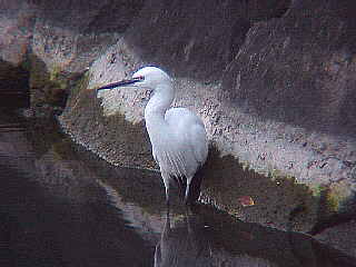 �c���̃R�T�M