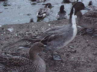 �s�E�r�̃I�i�K�K��