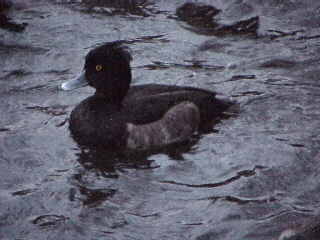 �s�E�r�̃L���N���n�W��