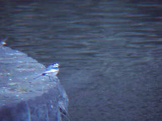 �n�N�Z�L���C