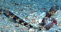 Fan Shrimp-Goby�H
