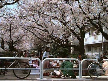 sakura