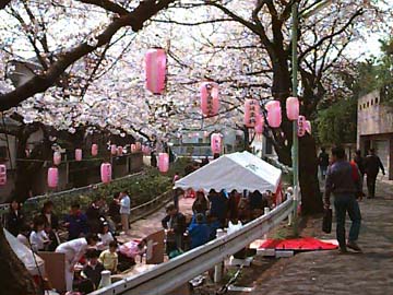 sakura
