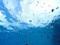 Flying Fishes