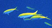 Yellowback Fusilier�H