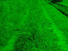 a green path