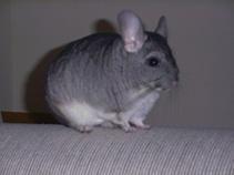 chinchilla 1