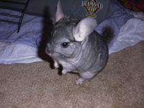 chinchilla 2