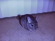 chinchilla 3