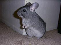 chinchilla 4