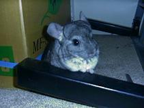 chinchilla 5