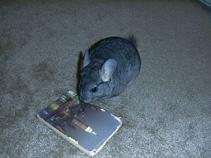 chinchilla 6