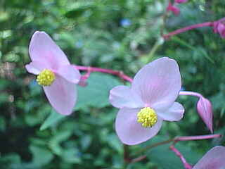 �g���X�g�ɍ炢�Ă�����