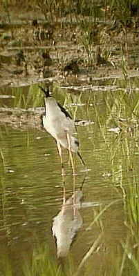 �Z�C�^�J�V�M