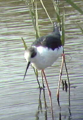 �Z�C�^�J�V�M