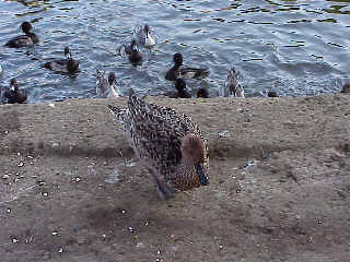 �n�V�r���K��(��)