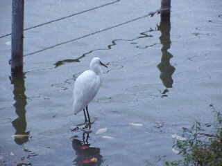 �s�E�r�̃R�T�M