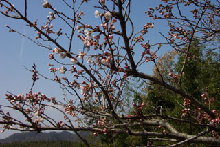 木津川堤防の桜(33KB)