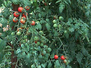 mini tomato