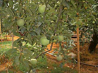 apple orchard