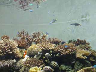 coral_01.jpg