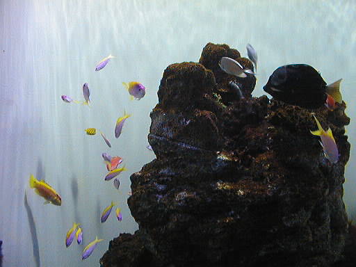 coral_02.jpg