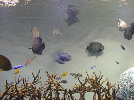 coral_03.jpg