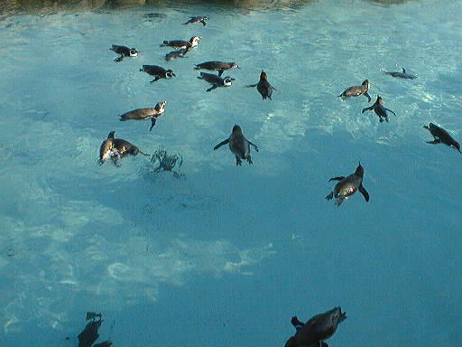 penguin_01.jpg