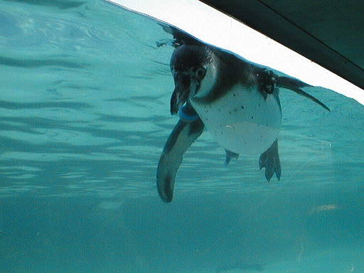 penguin_02.jpg