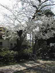 cherry_01.jpg