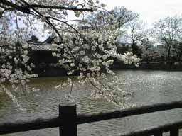 cherry_03.jpg