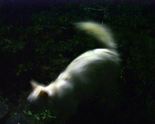 �����̂˂�