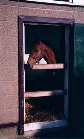 �A�h���[�u���̎e�n