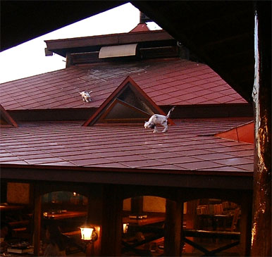 �����̂˂�