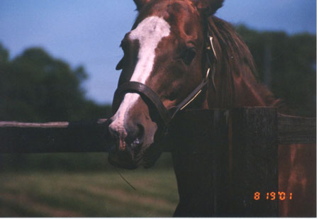 �T�b�J�[�{�[�C