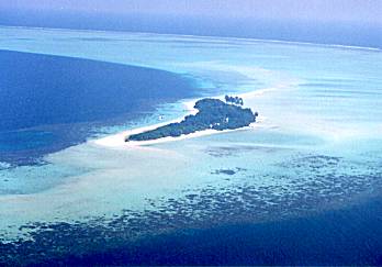 �R�R�A�E�A�C�����h�̋�B�ʐ^