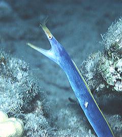 �n�i�q�Q�E�c�{