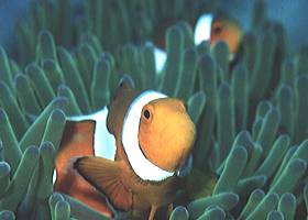 �J�N���N�}�m�~