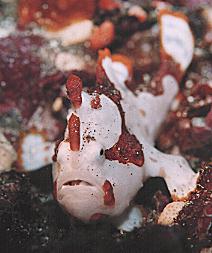 �N�}�h���C�U���E�I