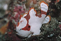 �N�}�h���C�U���E�I