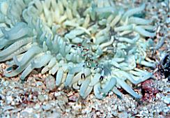 �V�O�}90mm�ŒZ