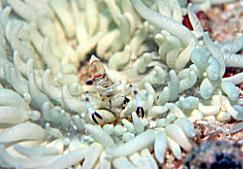 �V�O�}90mm�{�v���N�T�[