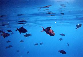 �A�J�����K��