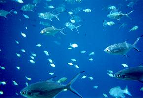 �R�o���A�W�ƃf�o�X�Y��