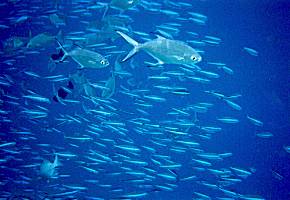 �t���[�W���[