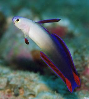アケボノハゼ