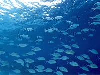 �R�o���ƃM���K���ƃC�\�}�O��