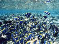 �p�E�_�[�u���[